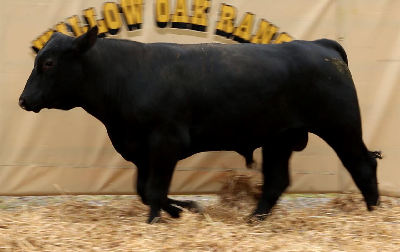 Best Black Bulls